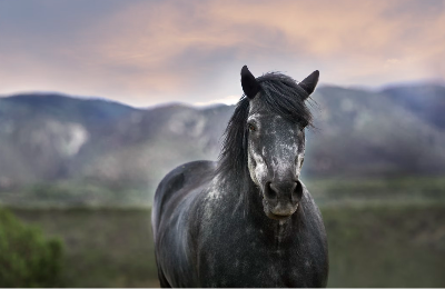 Equestrian properties for sale in Foothills County